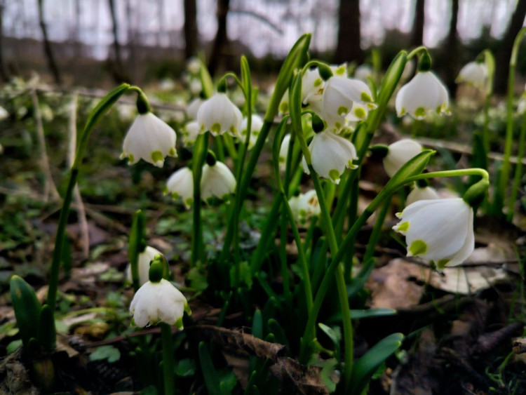 Bledule u Želetavy na Třebíčsku