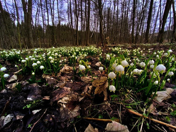 Bledule u Želetavy na Třebíčsku