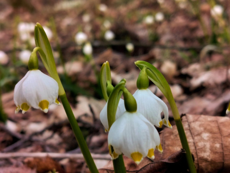 Bledule u Želetavy na Třebíčsku