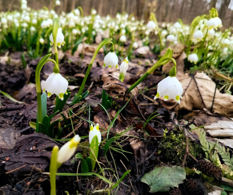 Bledule u Želetavy na Třebíčsku