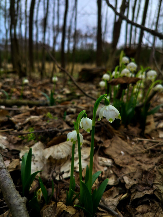 Bledule u Želetavy na Třebíčsku