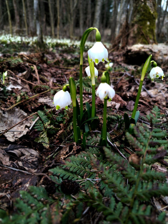 Bledule u Želetavy na Třebíčsku