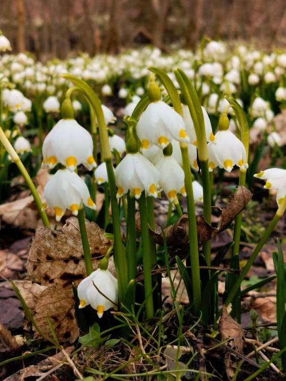 Bledule u Želetavy na Třebíčsku