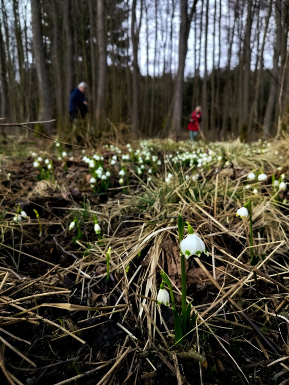 Bledule u Želetavy na Třebíčsku