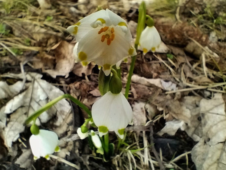 Bledule u Želetavy na Třebíčsku