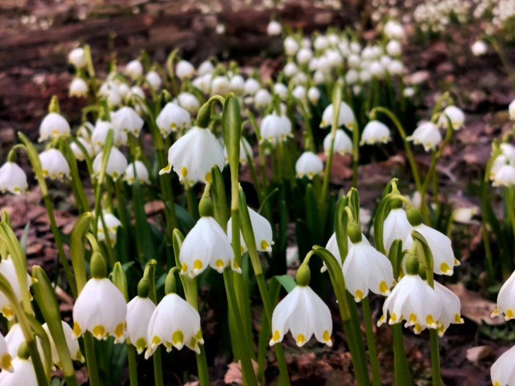 Bledule u Želetavy na Třebíčsku
