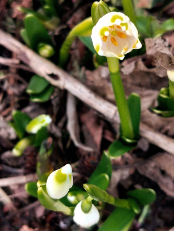 Bledule u Želetavy na Třebíčsku