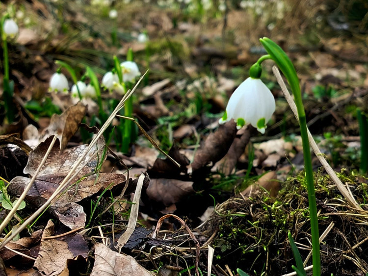 Bledule u Želetavy na Třebíčsku