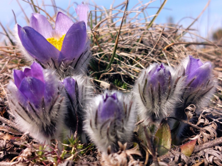 Koniklece u Trnavy na Třebíčsku