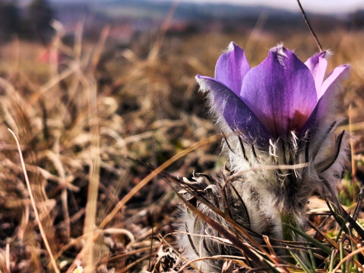Koniklece u Trnavy na Třebíčsku