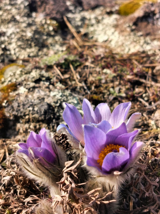 Koniklece u Trnavy na Třebíčsku