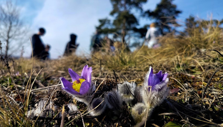 Koniklece u Trnavy na Třebíčsku