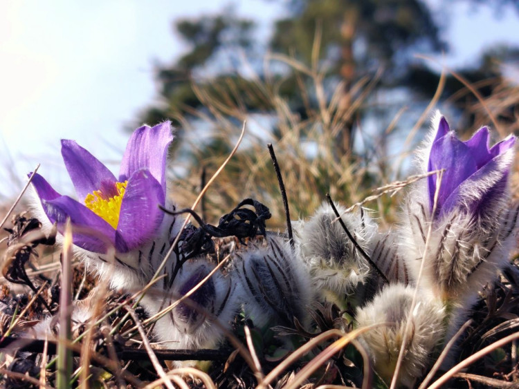 Koniklece u Trnavy na Třebíčsku