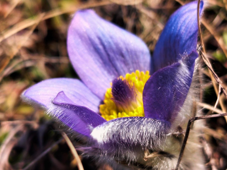 Koniklece u Trnavy na Třebíčsku