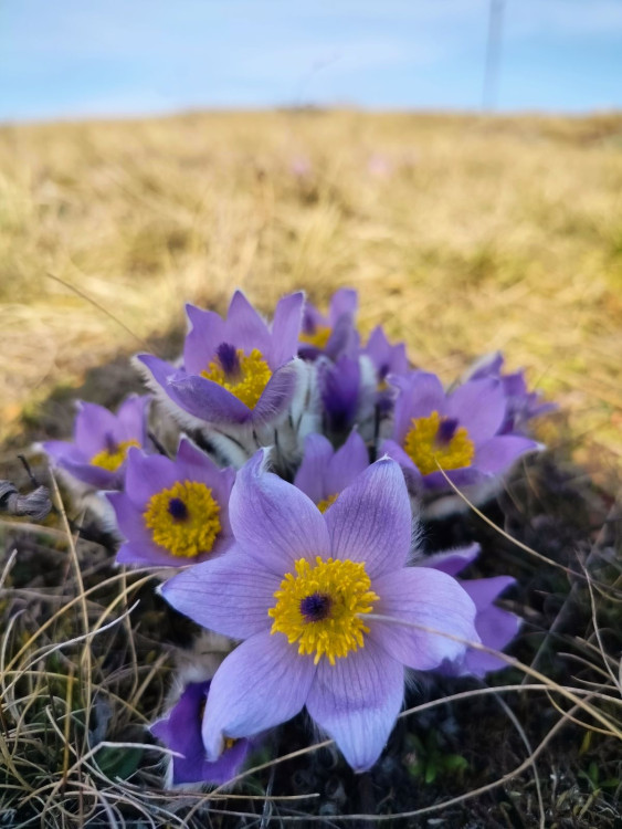Koniklece u Trnavy na Třebíčsku