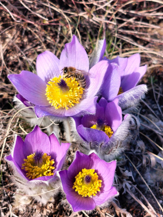 Koniklece u Trnavy na Třebíčsku