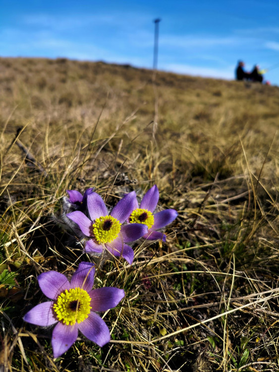 Koniklece u Trnavy na Třebíčsku