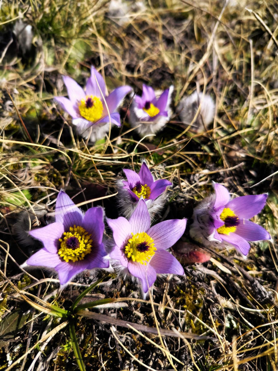 Koniklece u Trnavy na Třebíčsku
