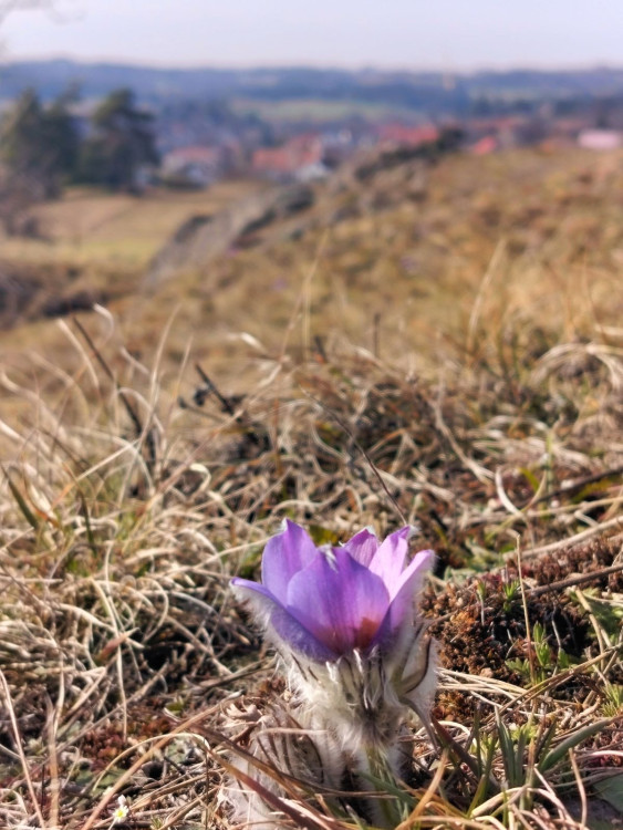 Koniklece u Trnavy na Třebíčsku
