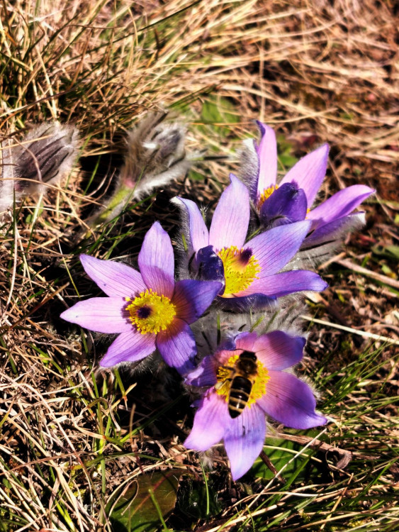 Koniklece u Trnavy na Třebíčsku
