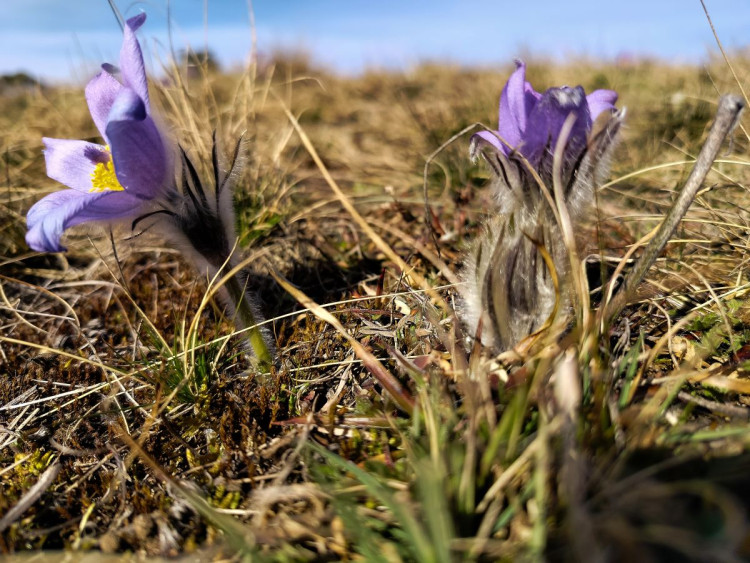 Koniklece u Trnavy na Třebíčsku