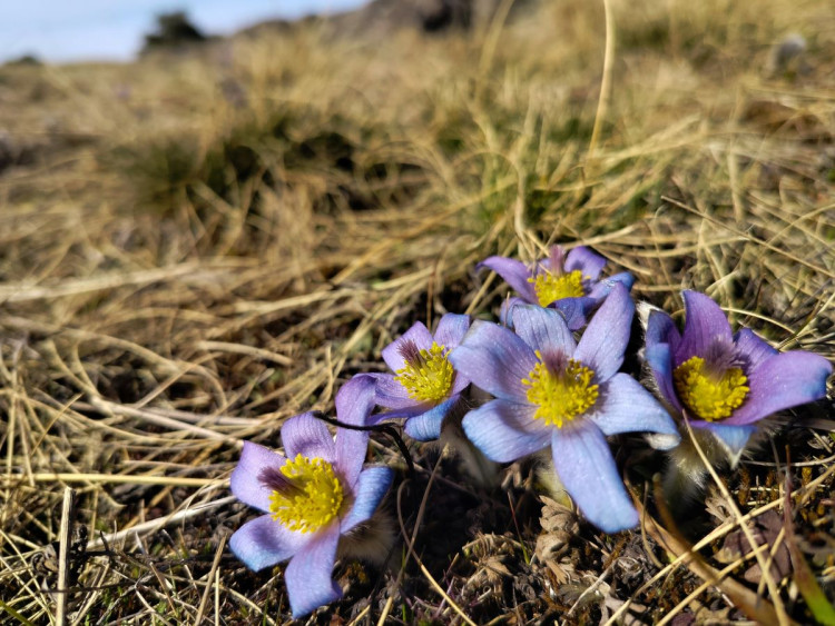 Koniklece u Trnavy na Třebíčsku