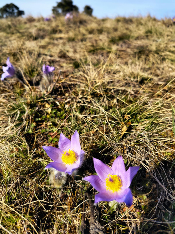 Koniklece u Trnavy na Třebíčsku