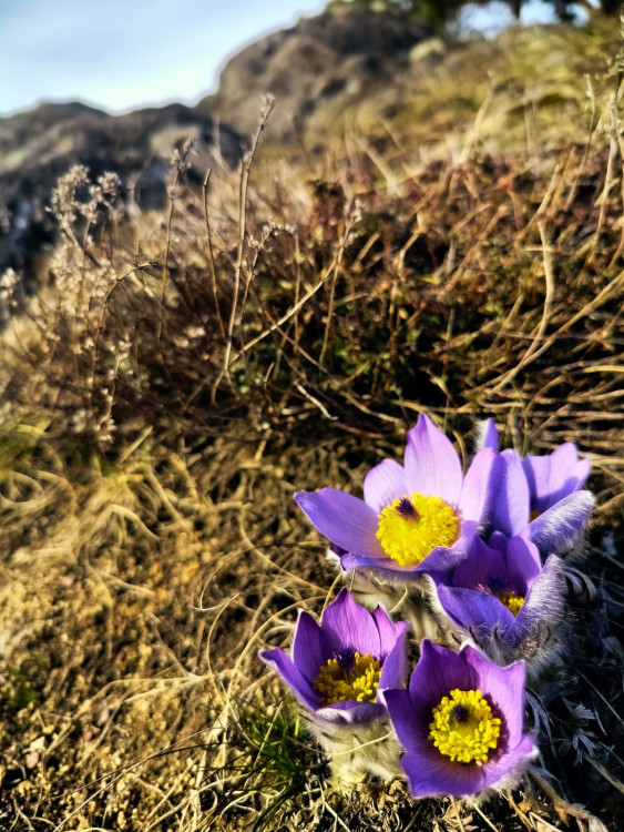 Koniklece u Trnavy na Třebíčsku