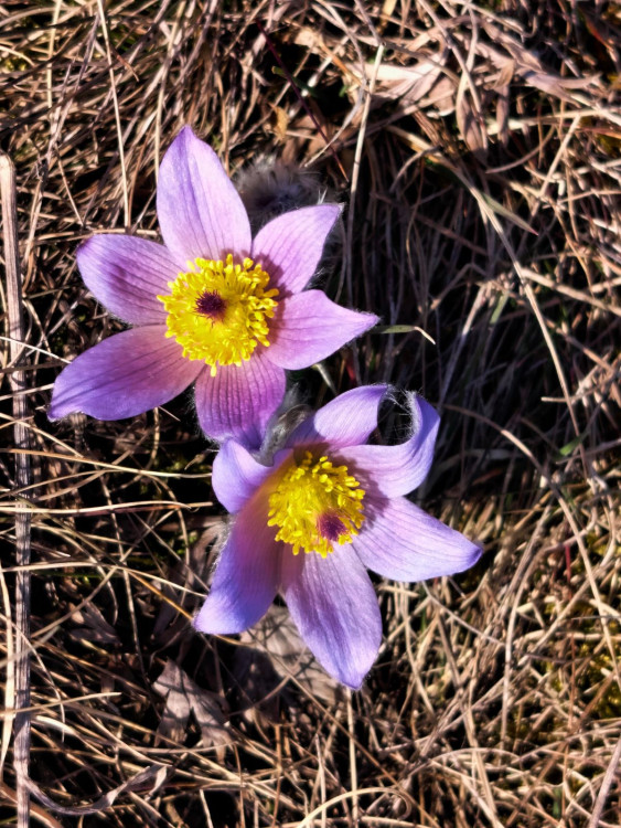 Koniklece u Trnavy na Třebíčsku