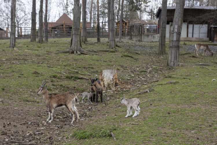 FOTOGALERIE: Olomoucká zoo výrazně rozšířila svou safari zónu