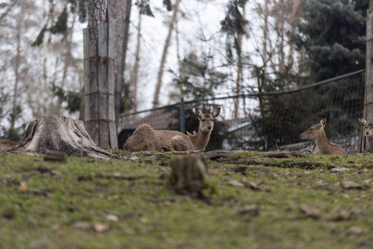 FOTOGALERIE: Olomoucká zoo výrazně rozšířila svou safari zónu