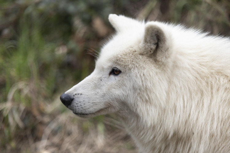 FOTOGALERIE: Olomoucká zoo výrazně rozšířila svou safari zónu