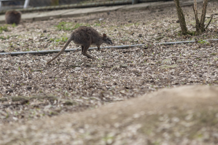 FOTOGALERIE: Olomoucká zoo výrazně rozšířila svou safari zónu