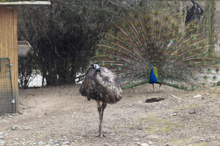 FOTOGALERIE: Olomoucká zoo výrazně rozšířila svou safari zónu