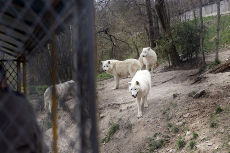 FOTOGALERIE: Olomoucká zoo výrazně rozšířila svou safari zónu