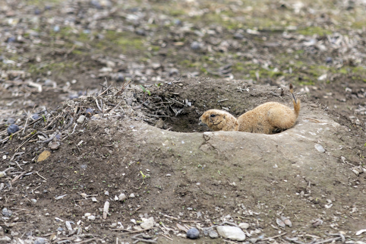 FOTOGALERIE: Olomoucká zoo výrazně rozšířila svou safari zónu