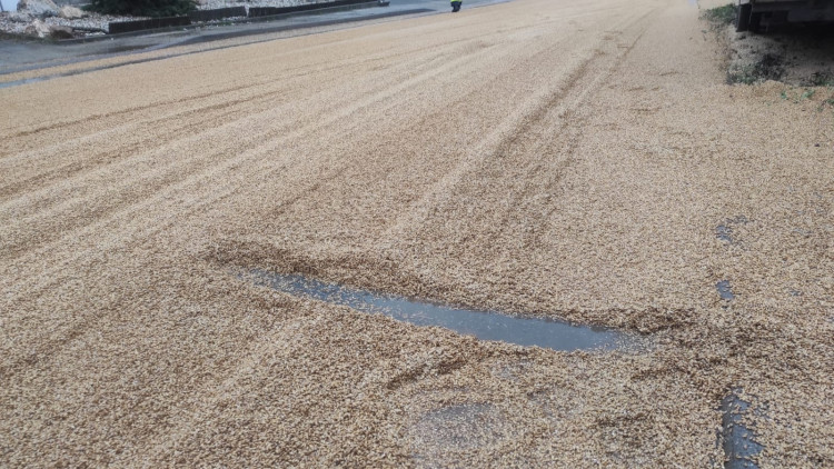 Vysypané zrní na vozovce v Dolní Cerekvi