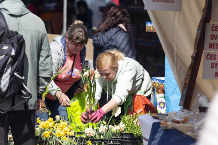 FOTOGALERIE: Jarní Flora nese podtitul Království barev, láká na trhy i bonsaje
