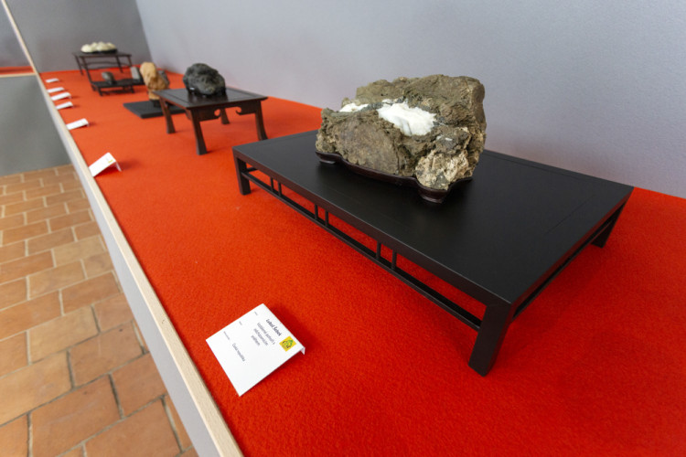 FOTOGALERIE: Jarní Flora nese podtitul Království barev, láká na trhy i bonsaje