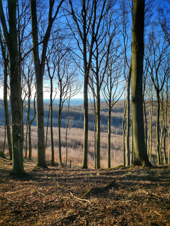 FOTOGALERIE: Cimburk a nenáročný okruh lesem plný zajímavých míst