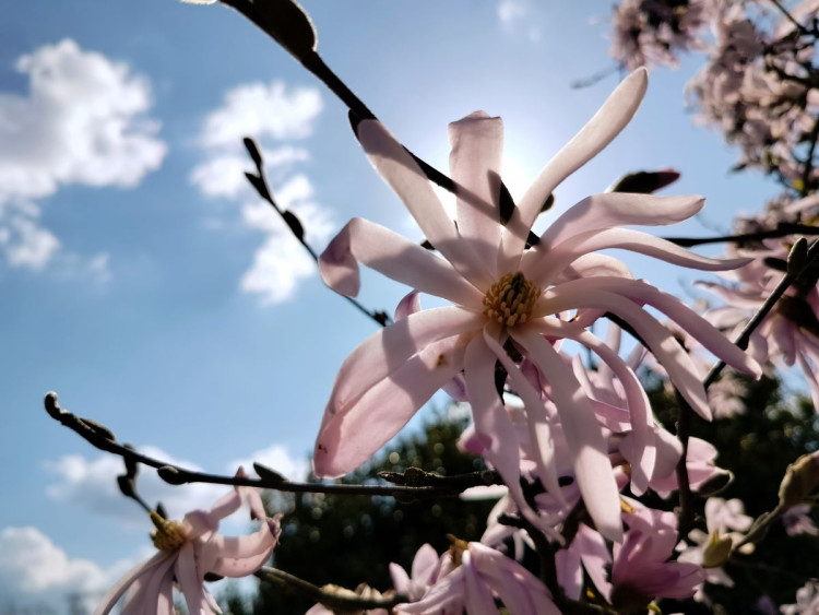 Park u zámku v Jaroměřicích nad Rokytnou