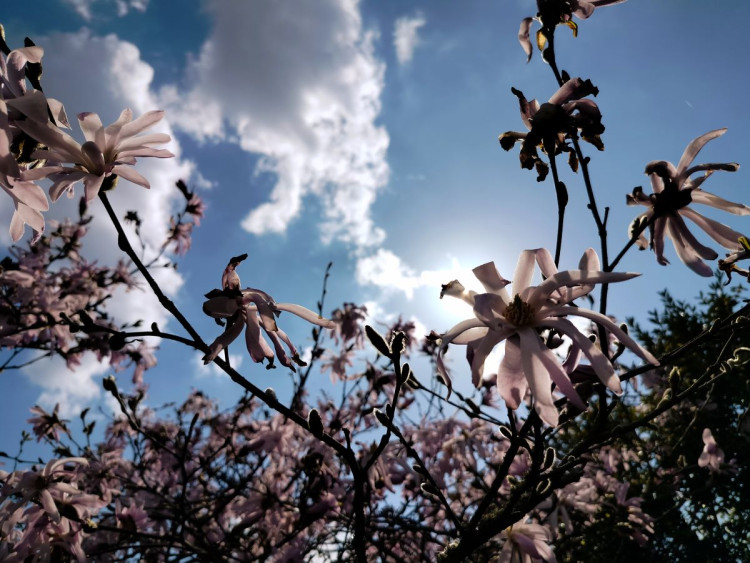 Park u zámku v Jaroměřicích nad Rokytnou