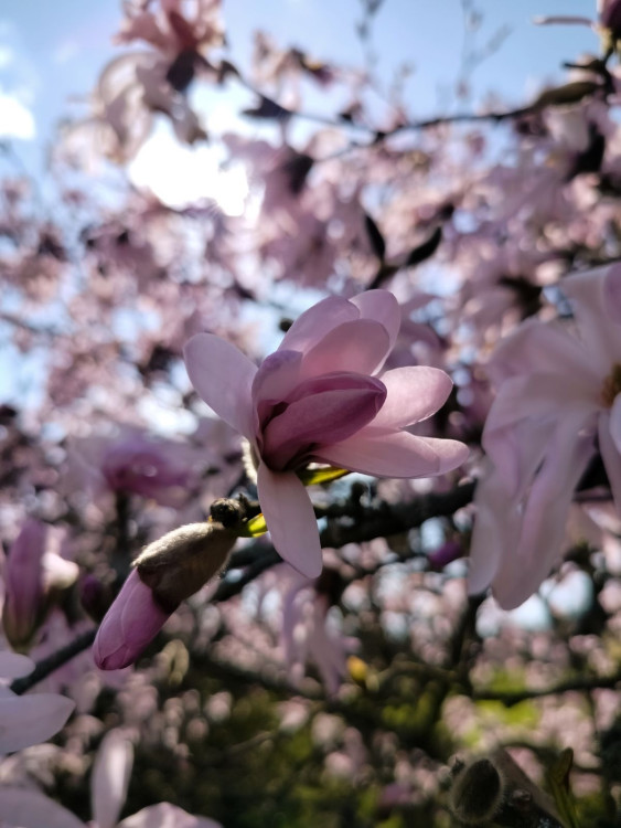 Park u zámku v Jaroměřicích nad Rokytnou