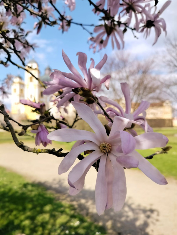 Park u zámku v Jaroměřicích nad Rokytnou