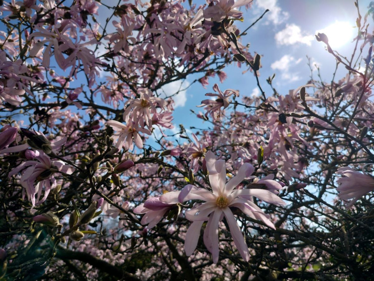 Park u zámku v Jaroměřicích nad Rokytnou