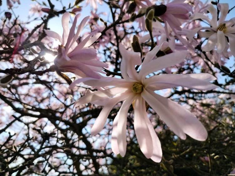 Park u zámku v Jaroměřicích nad Rokytnou