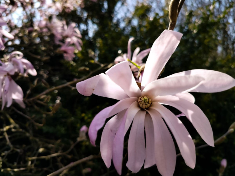 Park u zámku v Jaroměřicích nad Rokytnou