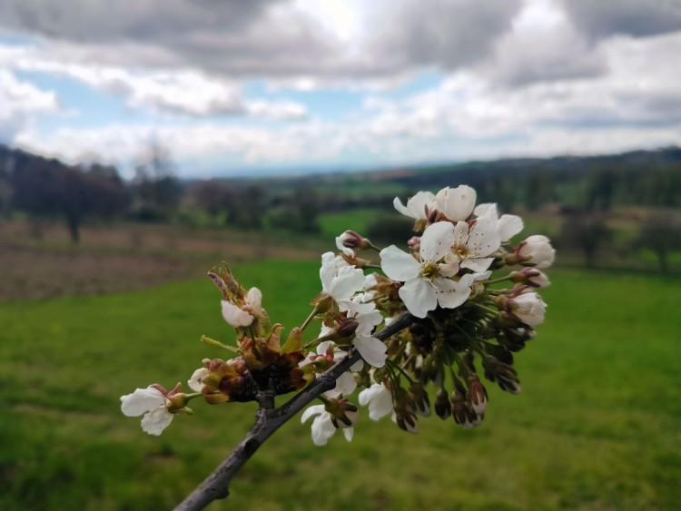 Rozkvetlá příroda na Jihlavsku
