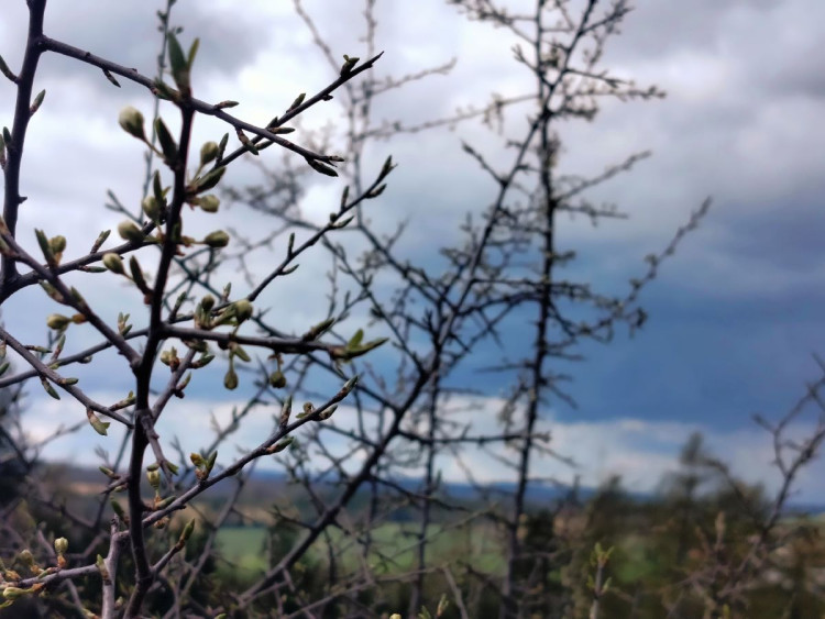 Rozkvetlá příroda na Jihlavsku