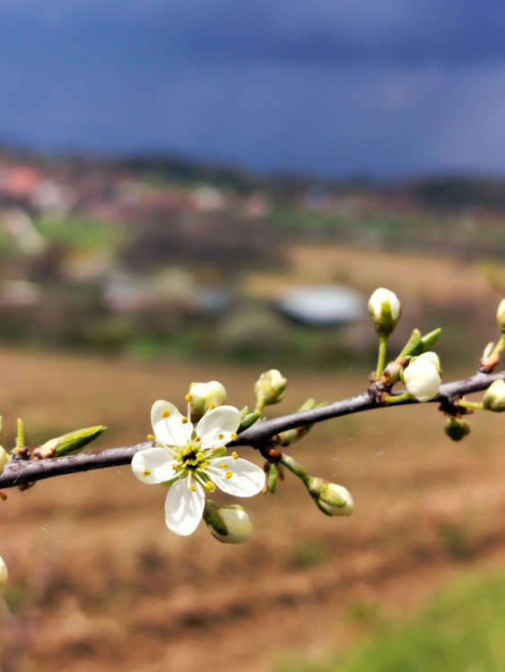 Rozkvetlá příroda na Jihlavsku